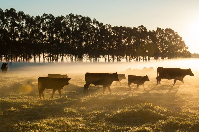 Cattle in silhouette against dawn light