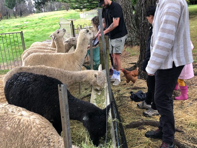 Madisons Mountain Retreat alpaca feeding