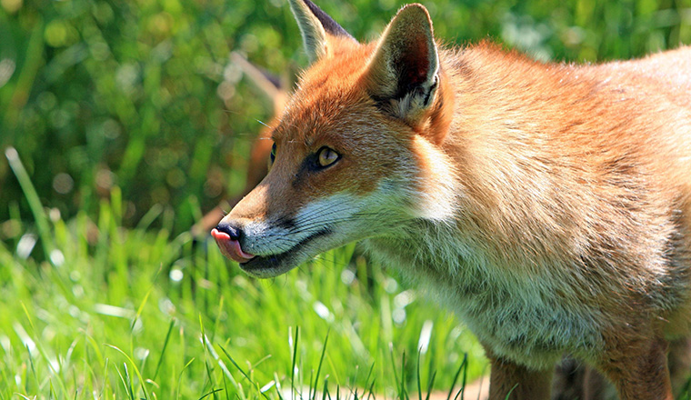 Fox in the grass licking their lips