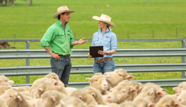 A female vet speaking to a male farmer on a paddock surrounded by sheep