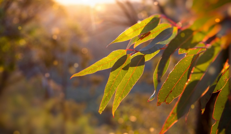 The sun shining on gum leaves