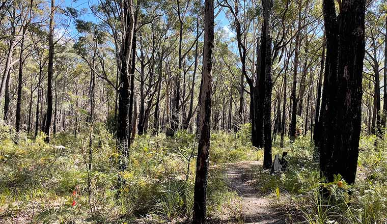 Bundian Way Walking Track, Beowa National Park