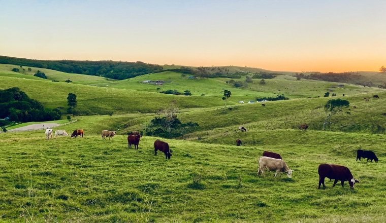 A paddock with cows eating the green grass