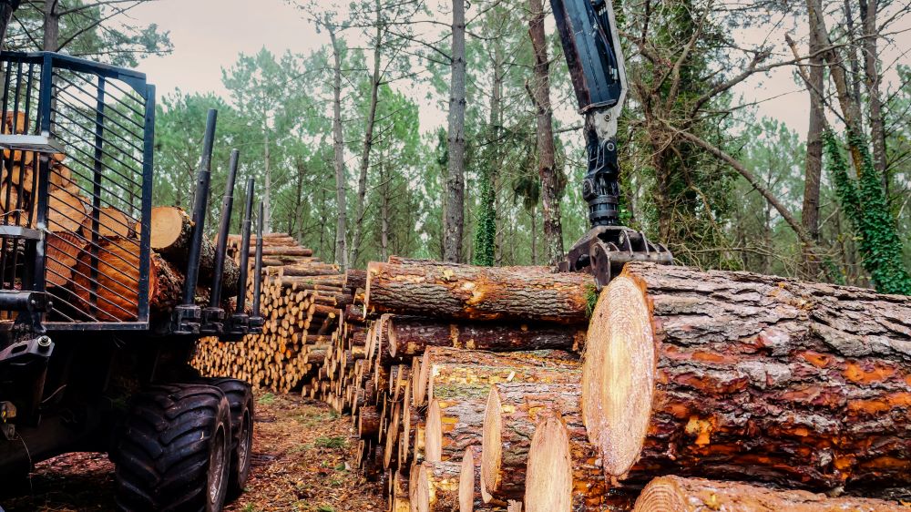 Logging machine in a forest with a pile of cut tree logs