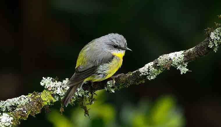 Small round bird with yellow feathers, grey wings and tail sits moodily on a lichen-crusted branch