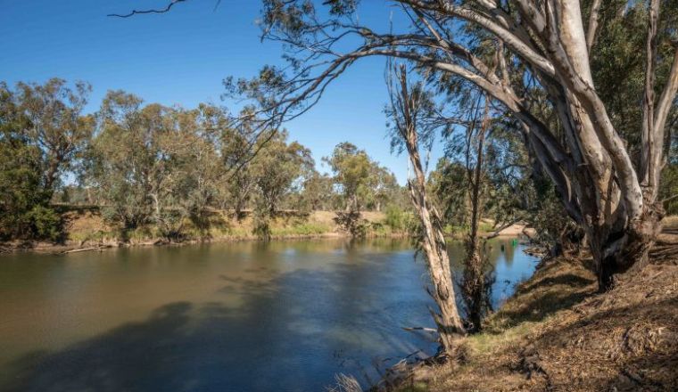 River with gum trees lining riverbank