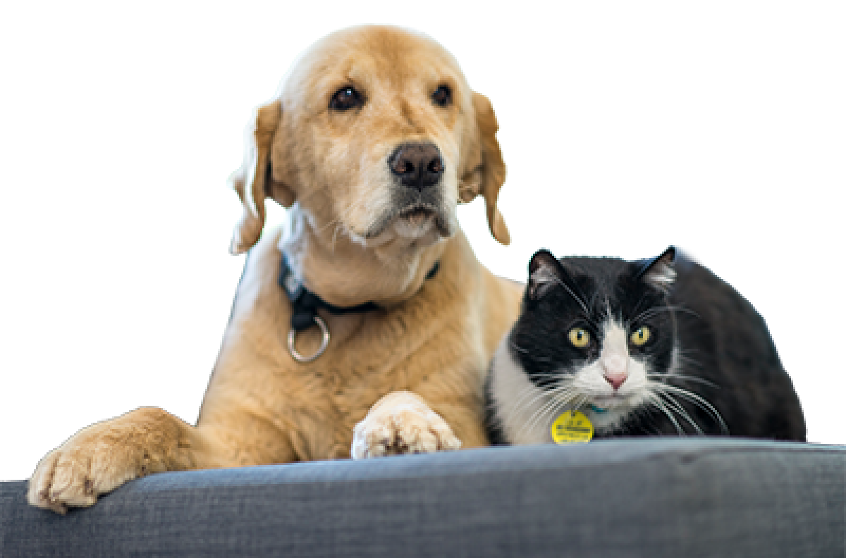 A pet dog and cat wearing collars and name tags