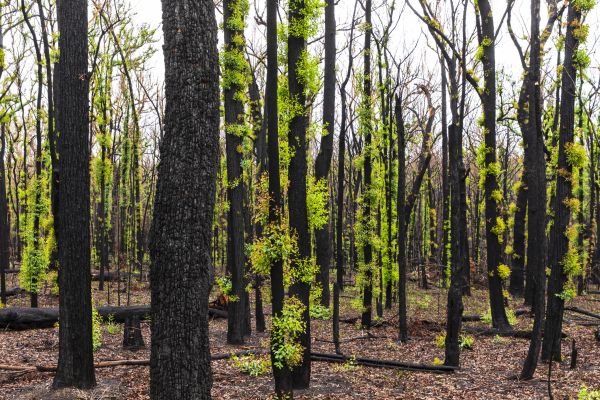 Trees regrowing after bushfire