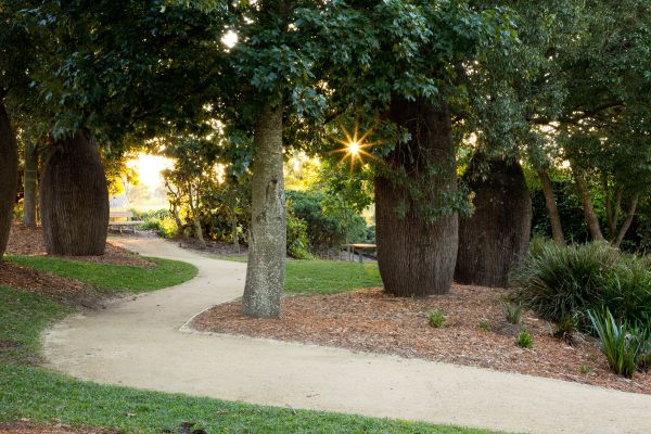 Image of Central Bottle trees