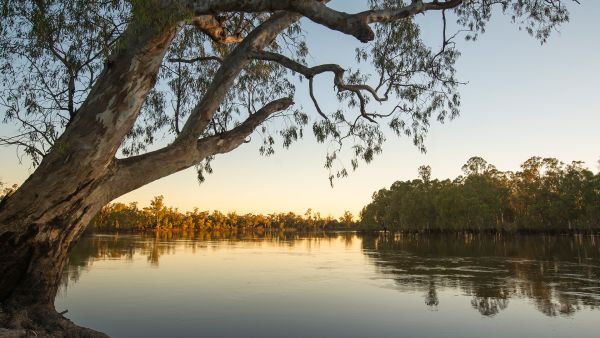 picture of a mangrove tree on wetlands at sunset