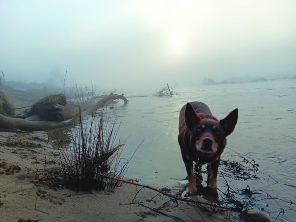 A dog standing on a foggy riverbank, looking towards the camera, with a misty background of water, driftwood, and a faint sun breaking through the haze.