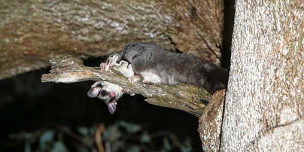 Possum on tree trunk and branch at night