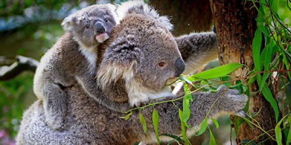 Koala with baby on back