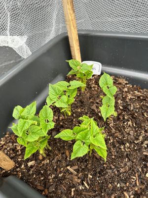 Small vegetable plants in a planter