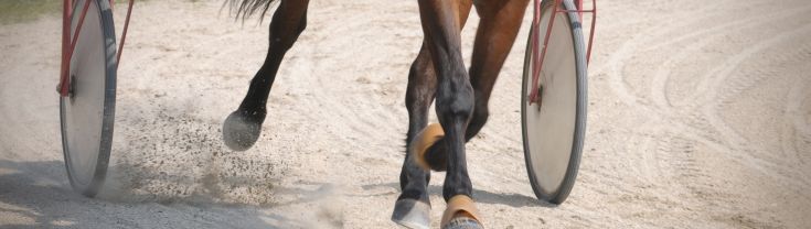 Close up of horse harness racing