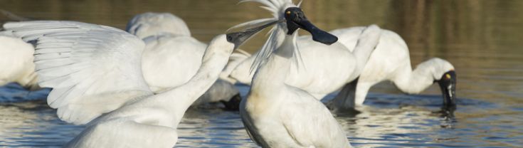  Royal spoonbill (Platalea regia), large white waterbird