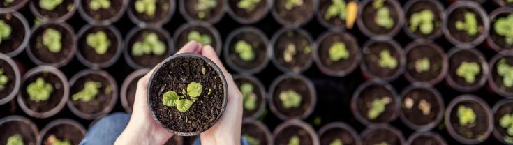 Plant nursery being tended by farmer