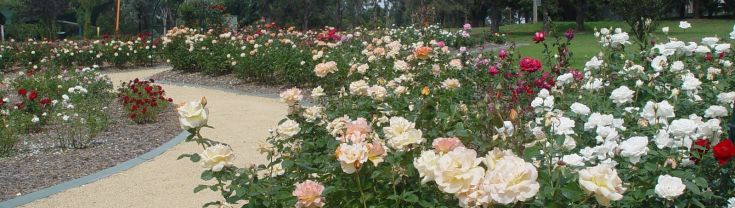 Victoria Park Rose Garden