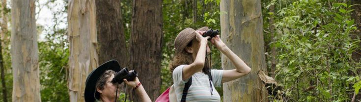 Chichester State Forest