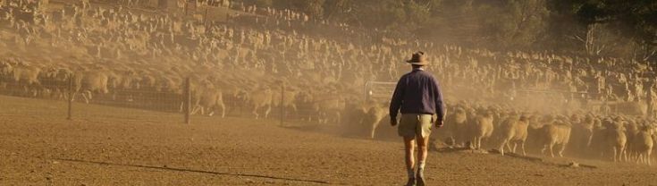 A farmer walking towards sheep in a paddock