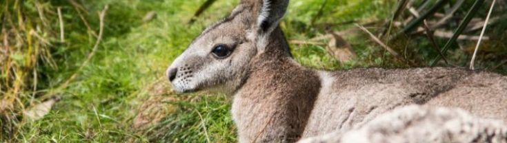 Bridled Nailtail Wallaby