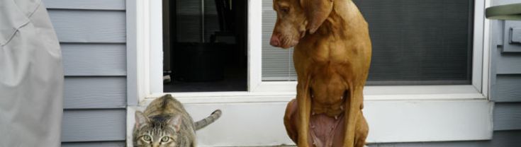 Dog and cat sitting on a back door step