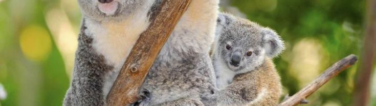 Koala and baby koala