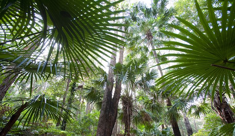 The Gibson Walking Track in the Illawarra Escarpment State Conservation Area set amongst ferns, cabbage palms and blackbutt gum trees.