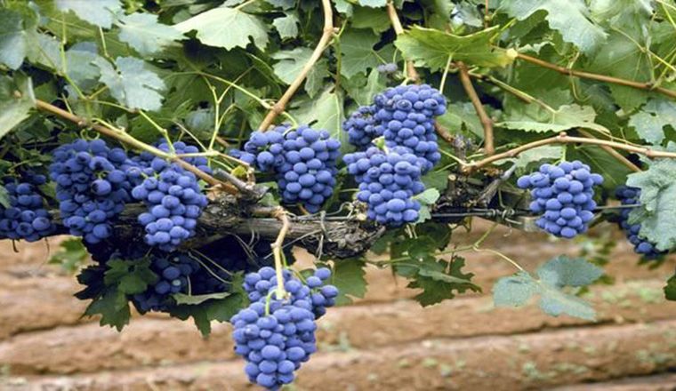 Purple grapes on a bushy vineyard