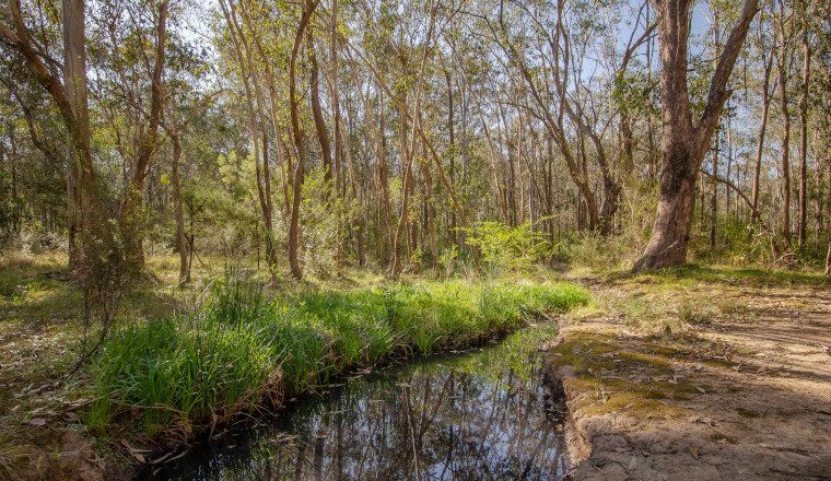 A creek lined with long green grass on one side and bare earth with patches of moss on the other, dapppled light coming through a forest of slender eucalypts in the background, reflected in the creek.