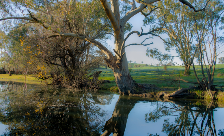 Macquarie/Wambuul Bogan River