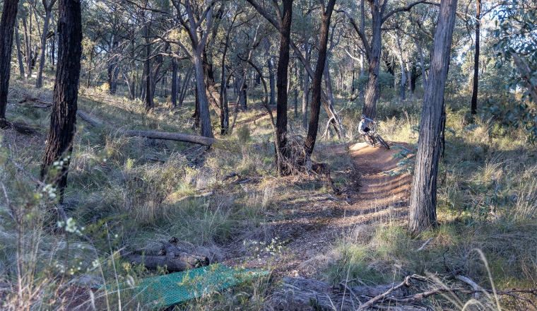 A cyclist mountain biking on a dirt track through the forest.