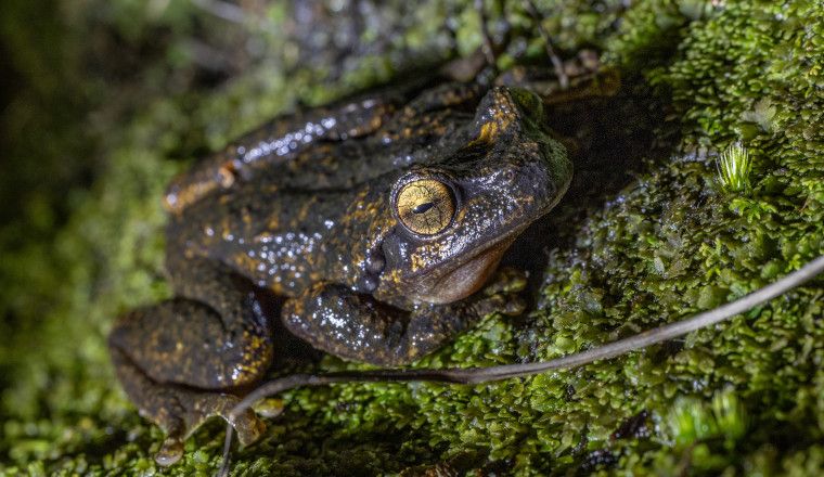 Small dark brown frog with mottled golden skin sitting on bright green moss. The frog is facing towards the camera with a gold-coloured eye and black crescent-shaped pupil