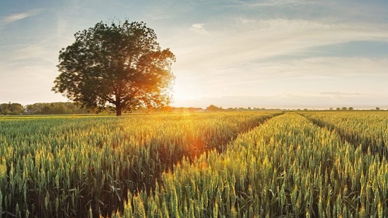 Crop field and tree