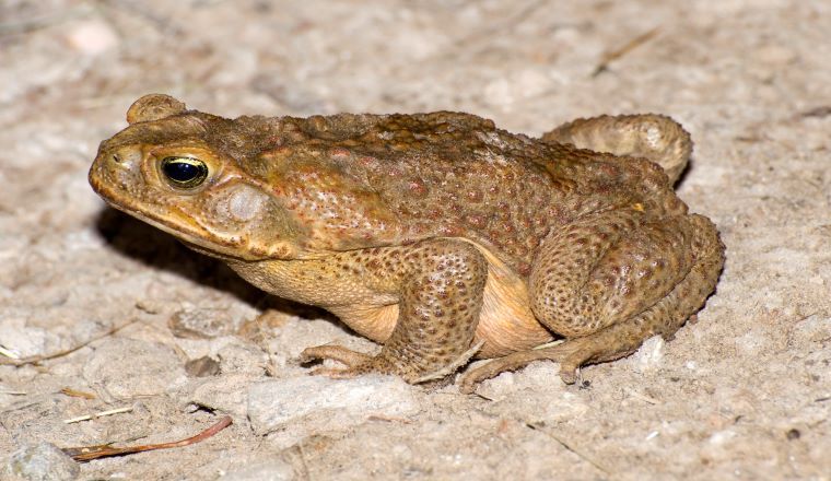 Cane toad sitting