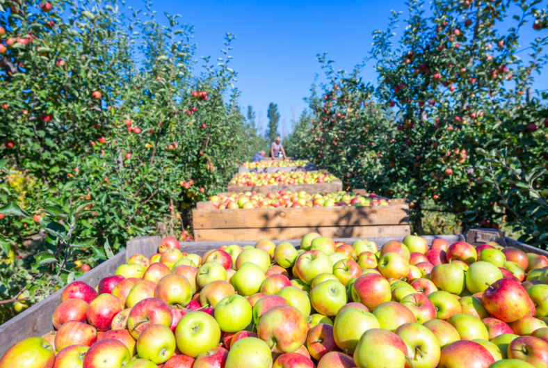 apple crate