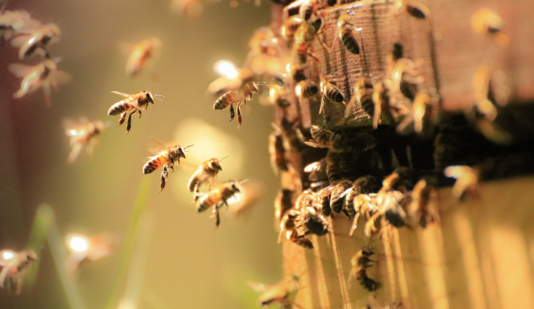 Honey Bees working hard in the spring sunlight.