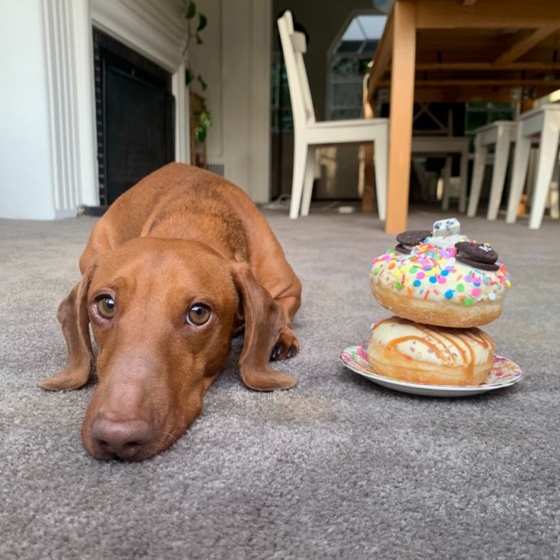 Tan sausage dog rests on beige carpet looking straight ahead, a plate stacked with two doughnuts sits to his left