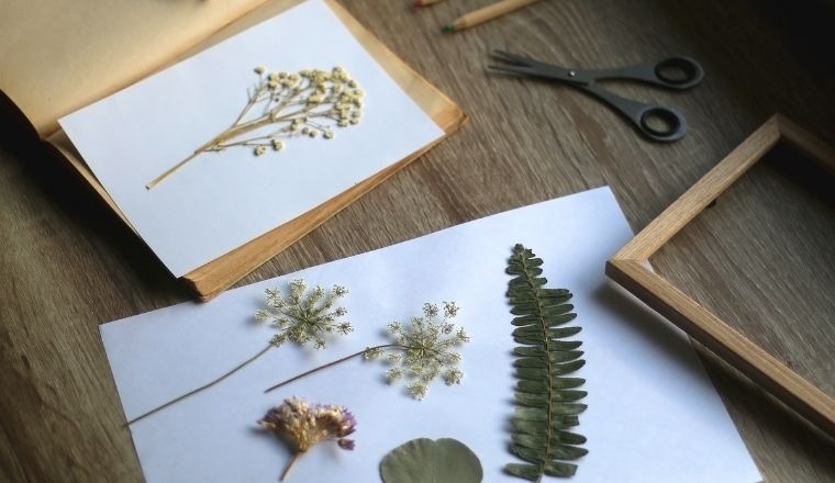 An old book, papers, various pressed flowers, scissors, pencils and rope on a wooden desk.