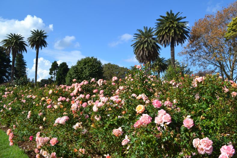 Image of Centennial Rose