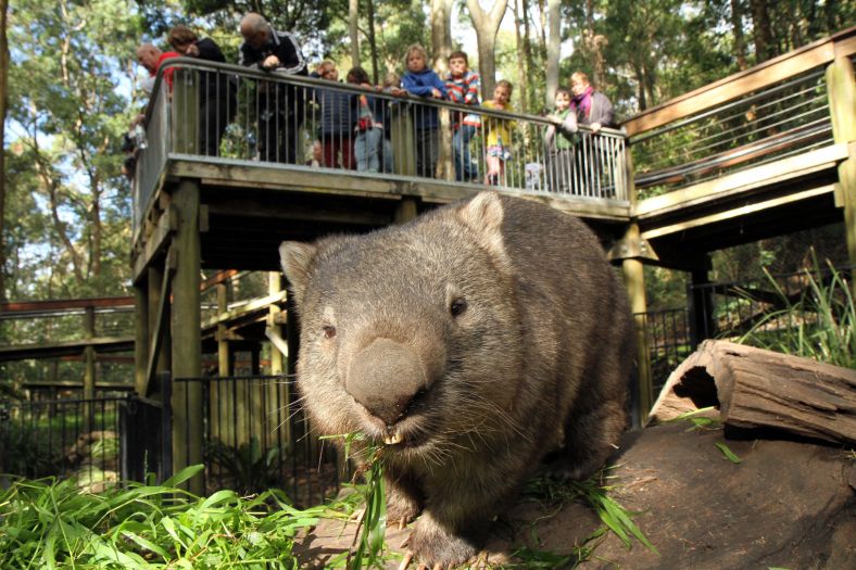 Blackbutt Reserve