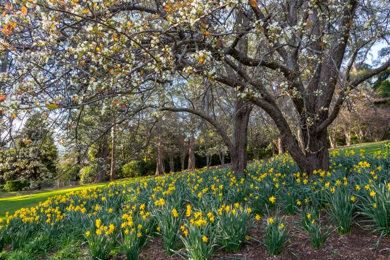 Brunet Meadow & Garden at the Blue Mountains Botanic Garden