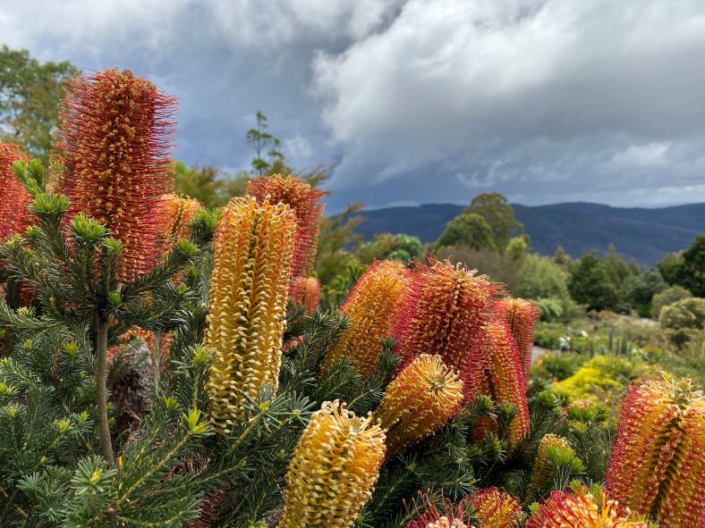 Rock Garden at the Blue Mountains Botanic Garden, Mount Tomah