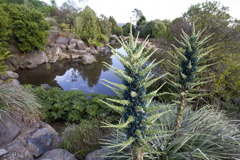 The Beach at the Blue Mountains Botanic Garden, Mount Tomah 