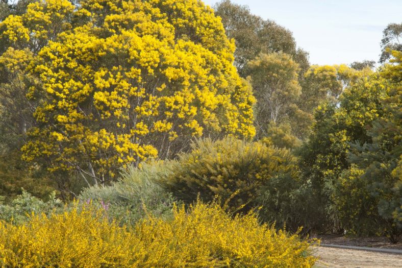 Wattle Garden at the Australian Botanic Garden