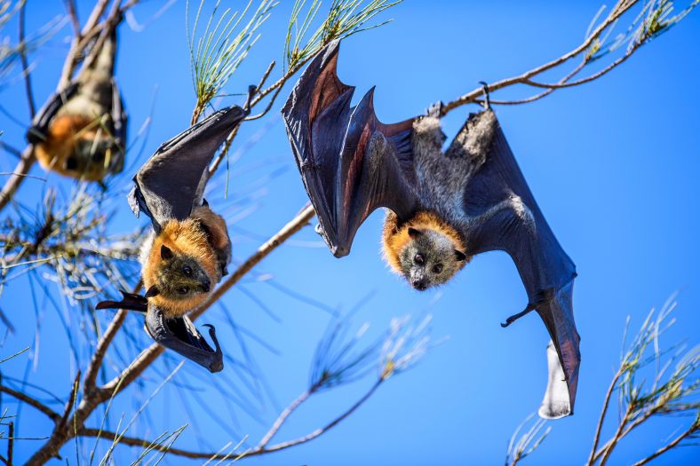 Image of Parra Park Flying fox