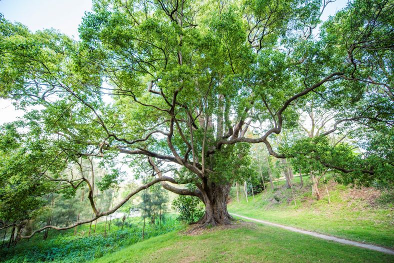 Image of Parra Park Little Coogee