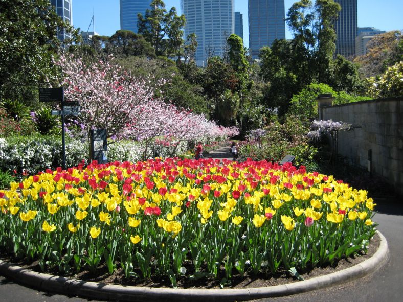 Image of Royal Botanic Spring Walk