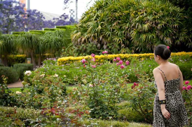 Sydney Olympic Park rose garden