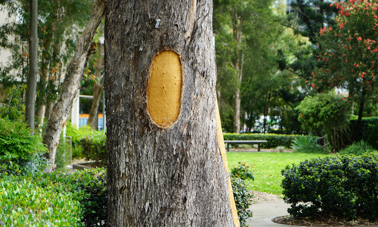 A tree at Nepean Hospital has been scarred as part of an Aboriginal custom